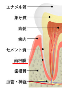 歯根膜